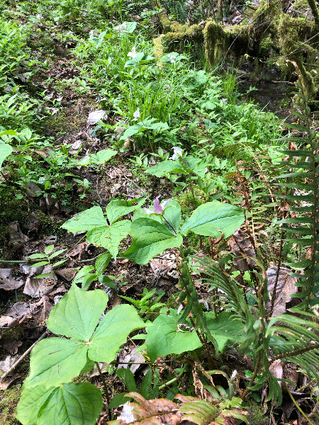 These trillium are by the stream. There are many, many colonies. The weed has not yet reached this area.
