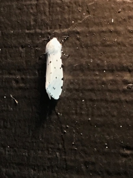 Salt moth