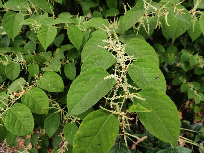 Closeup of leaves and flowers