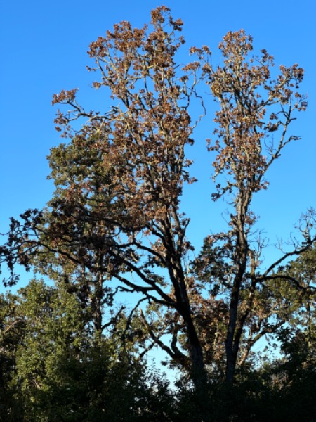 Dead crown in Oregon white oak tree