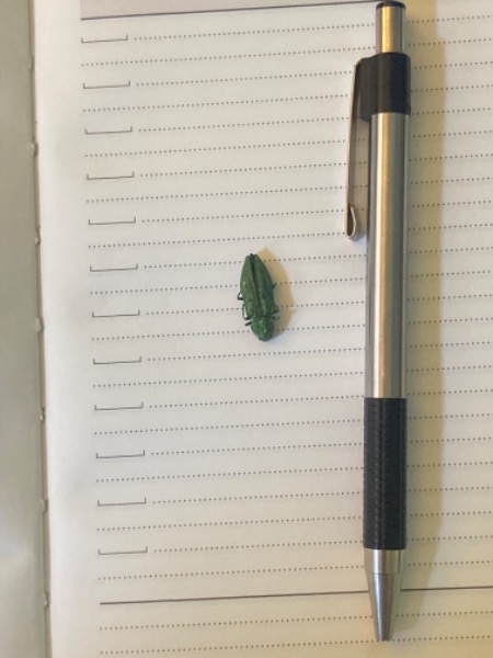 Pen for scale