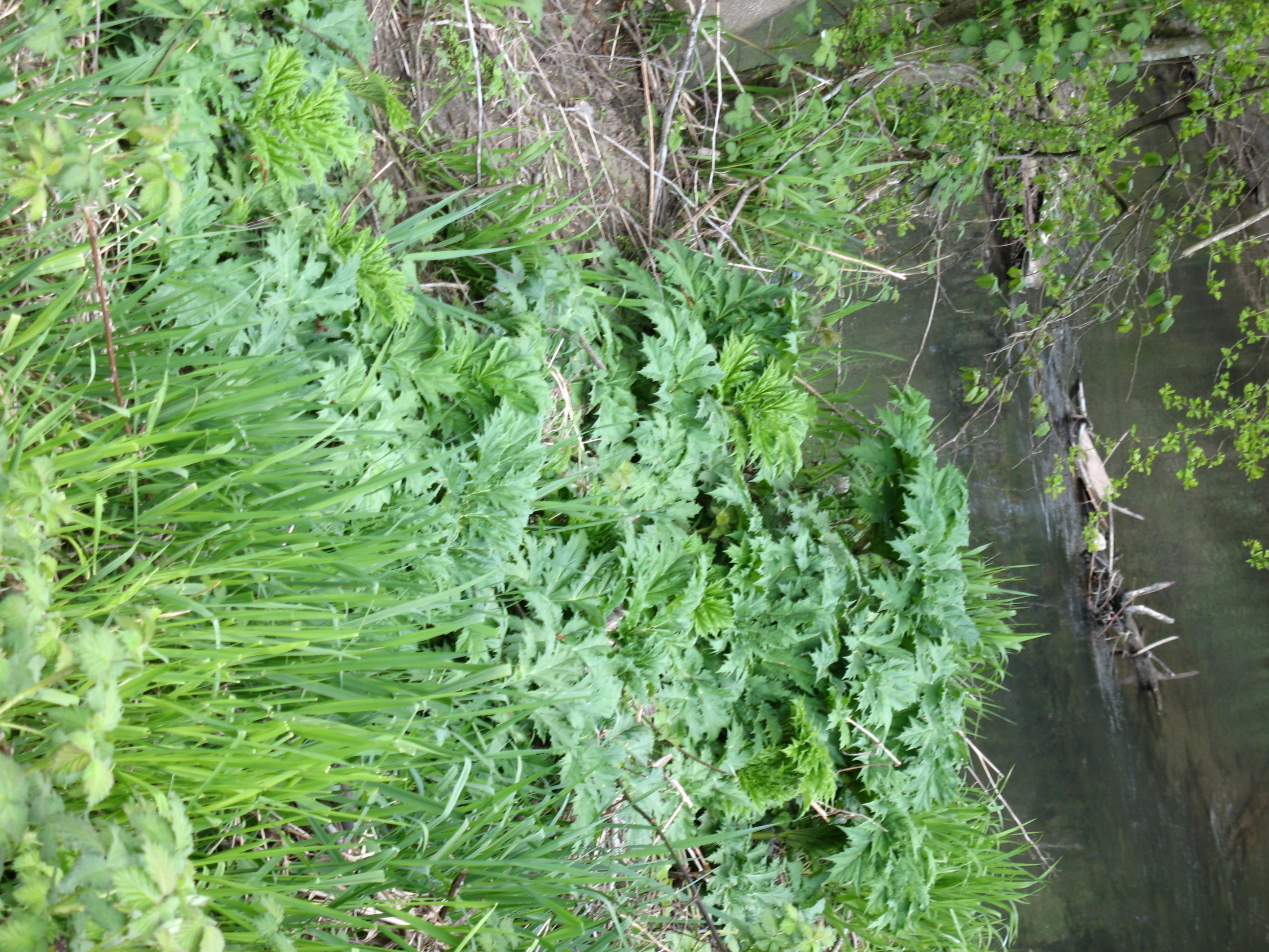 giant hogweed downstream
