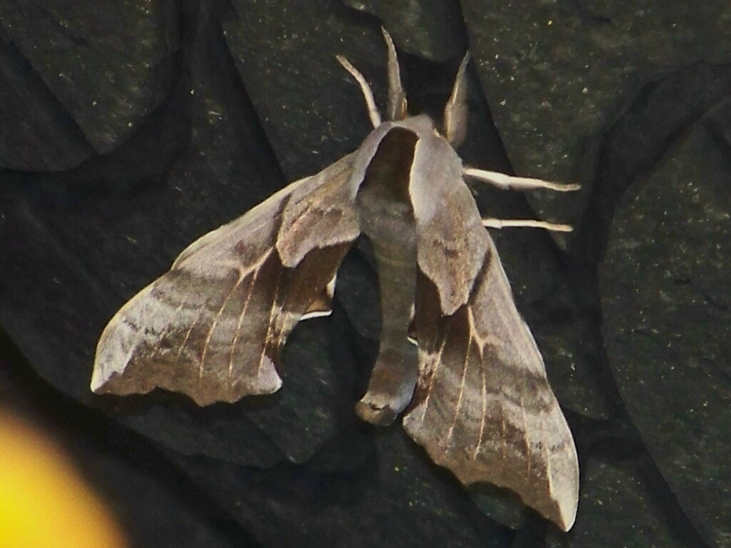 Unknown Moth Image 4