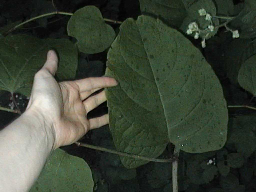 Unusually large leaf