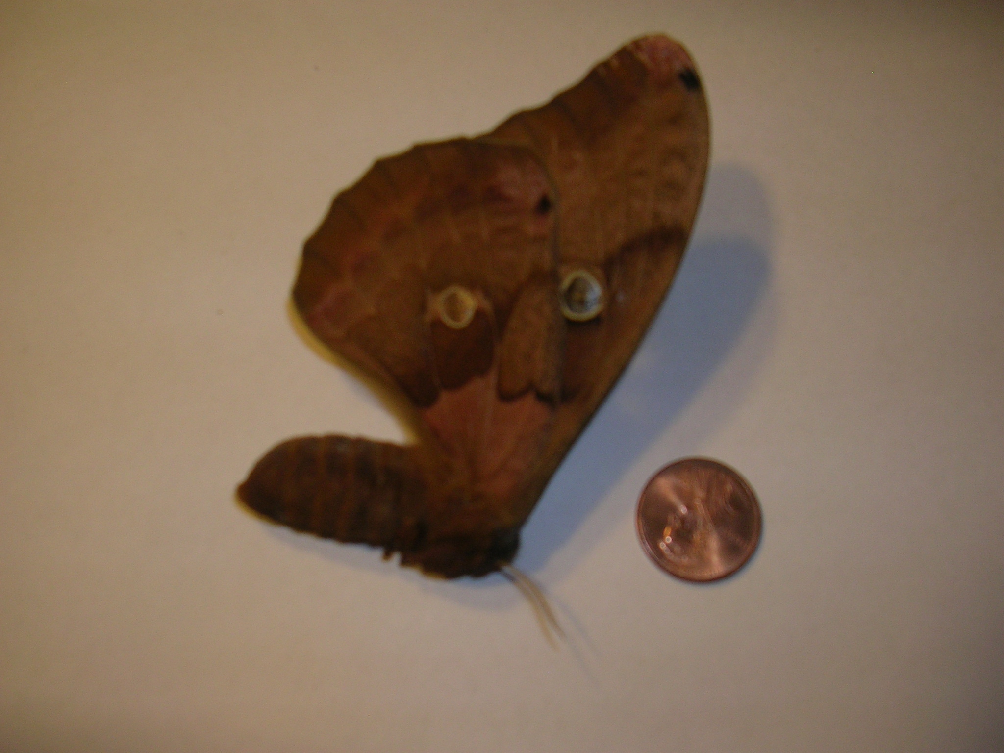 Large Moth