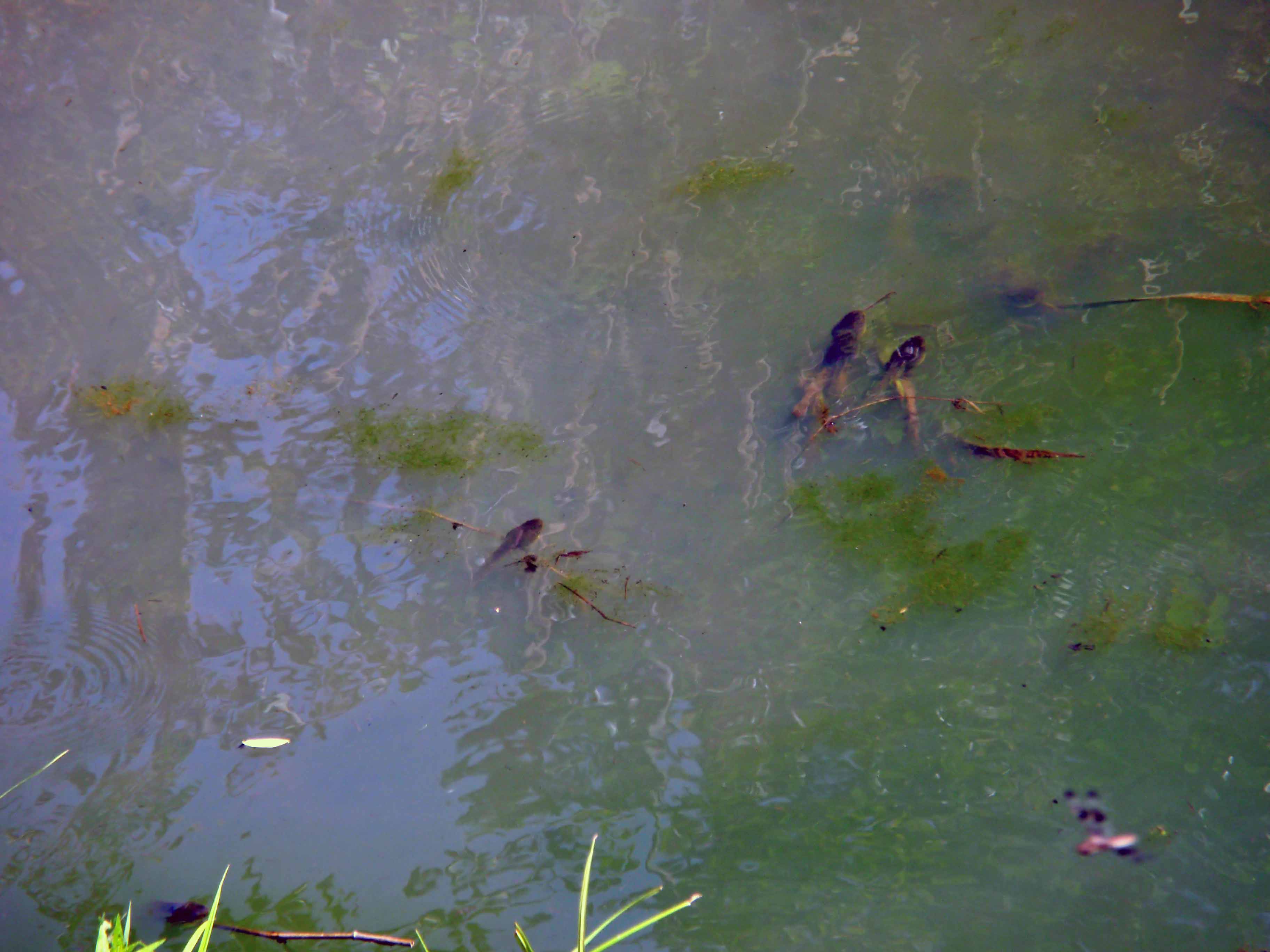 Very large tadpoles