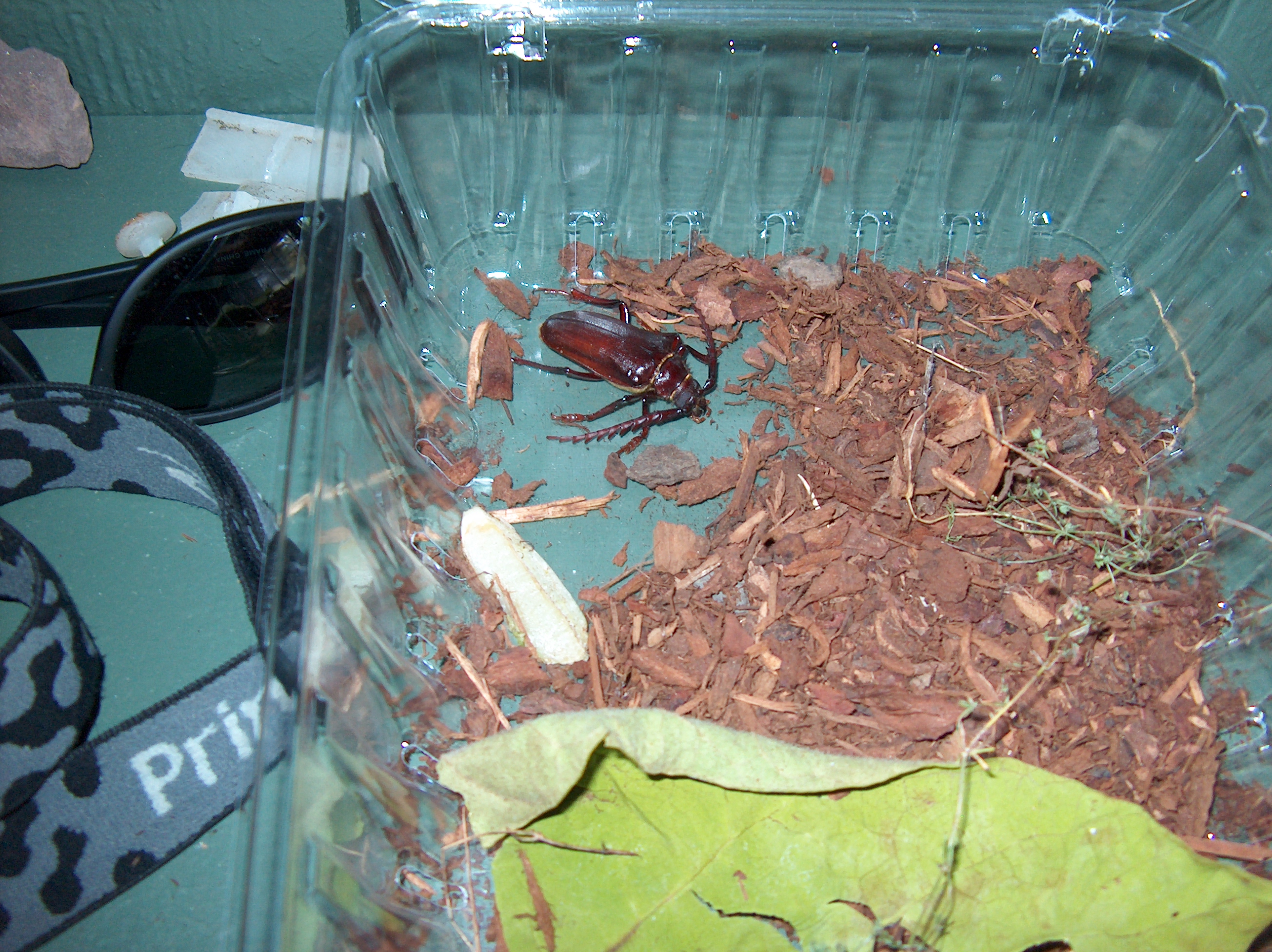 Probable brown spruce longhorn beetle