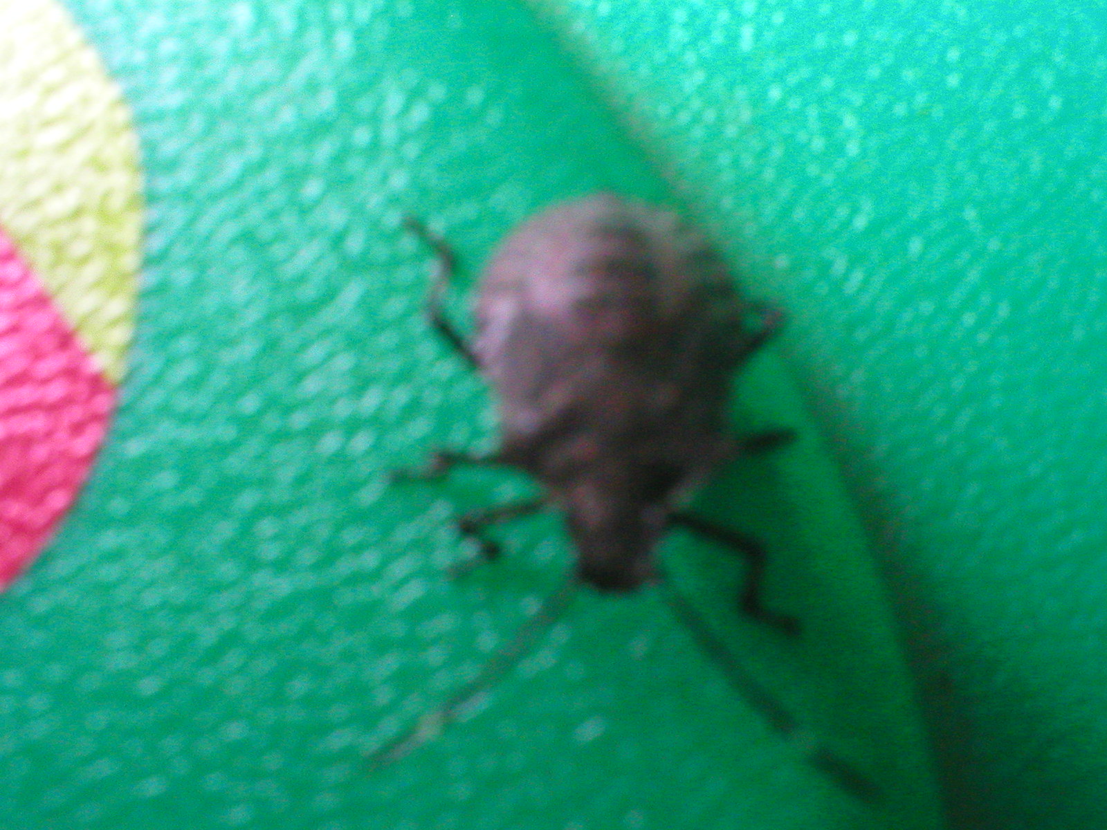 Beetle top