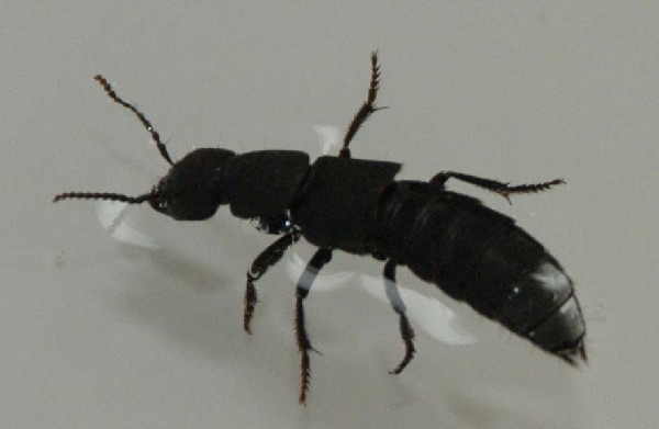 Report #250 - Report: Devil's Coach Horse Beetle (Ocypus olens)