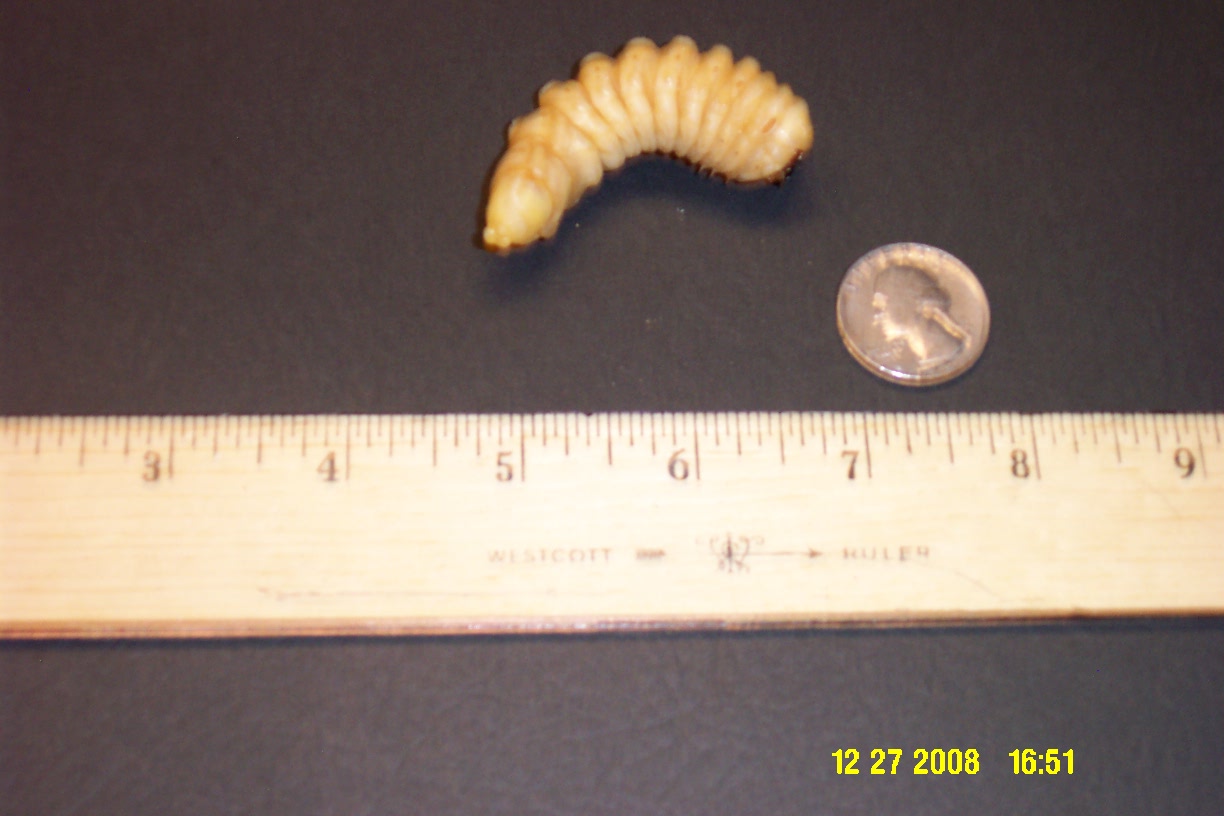 Monster Larva 1