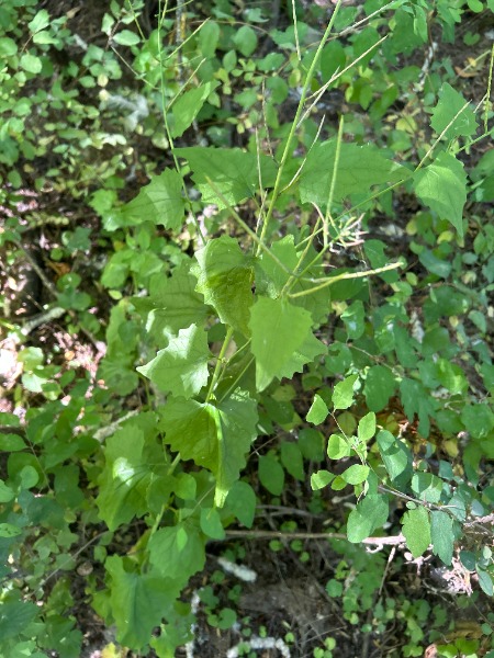 individual plant
