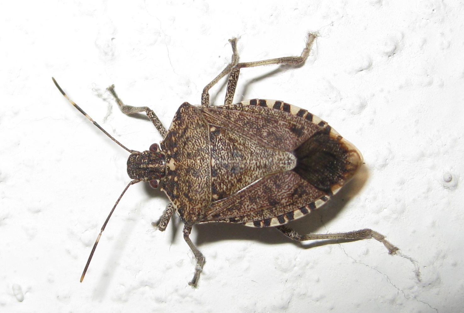 Brown Marmorated Stink Bug crawling on ceiling