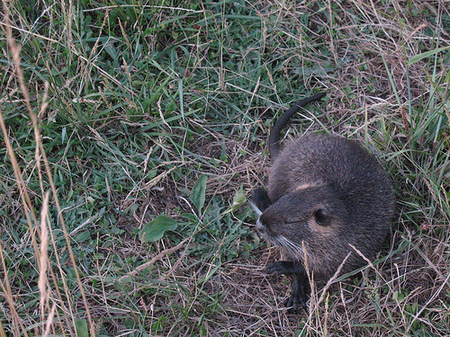 Nutria - Corvallis, OR