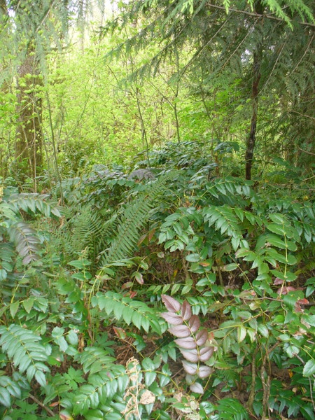 plants in Woods behind home