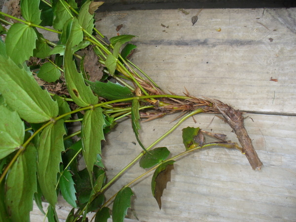 Cut plant showing stem