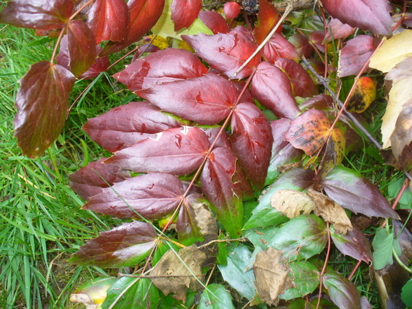 dying leaf color change
