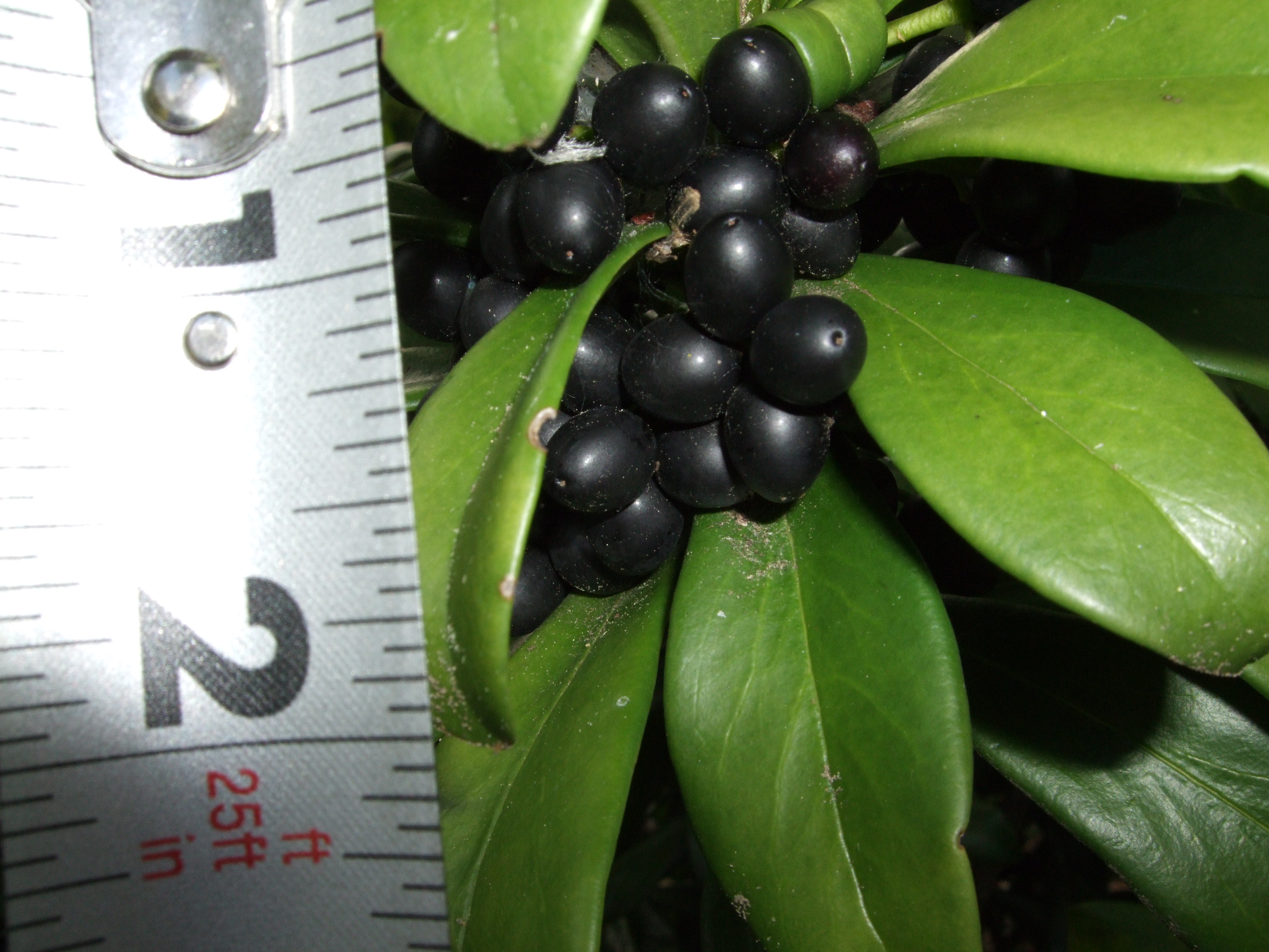 Berries with ruler