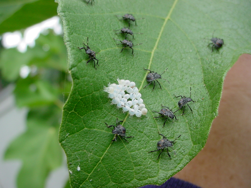 Egg casings and nymphs on fig leaf