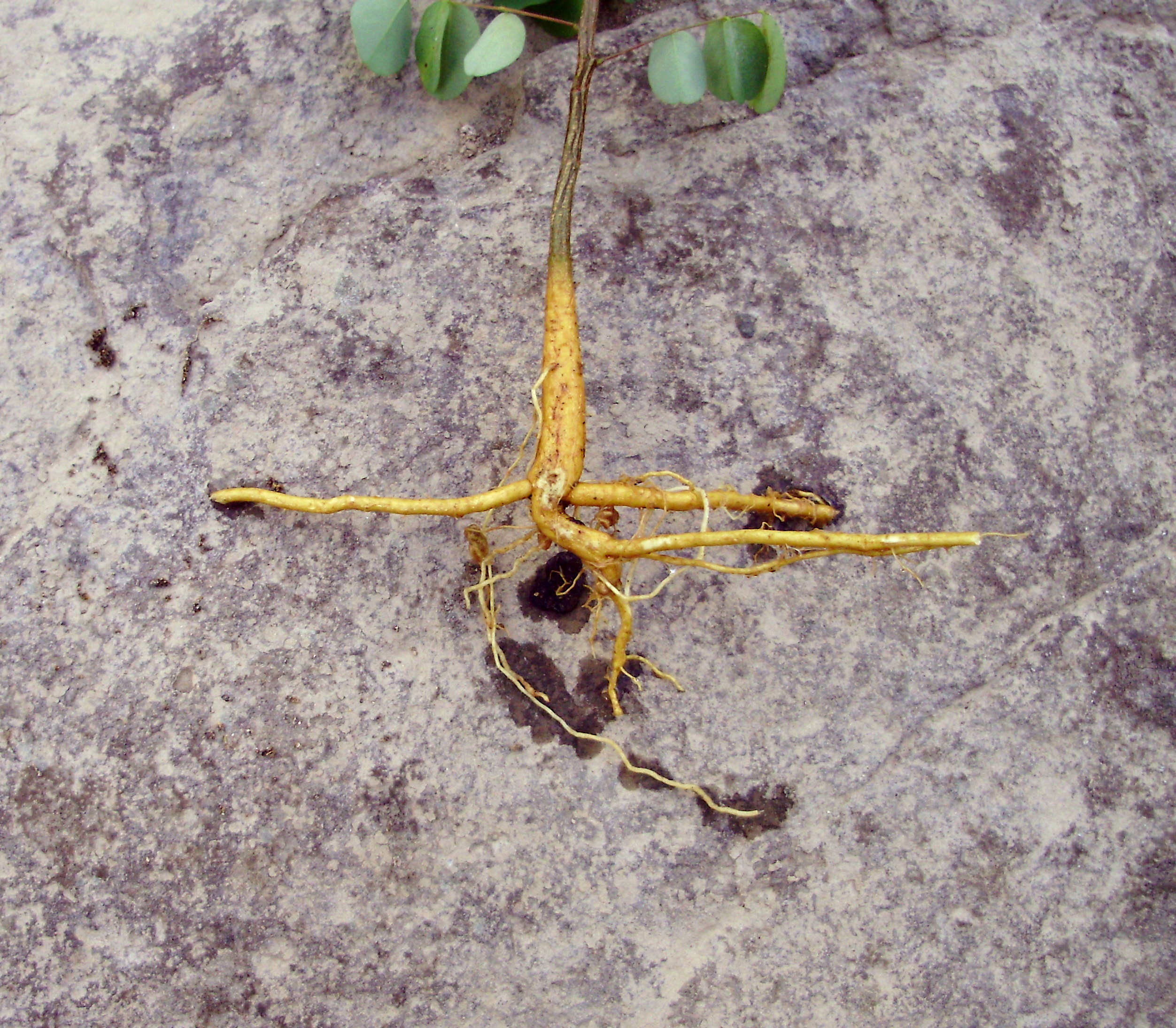 Seedling Root System