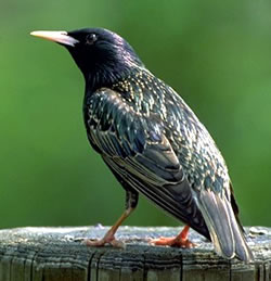 european_starling1.jpg