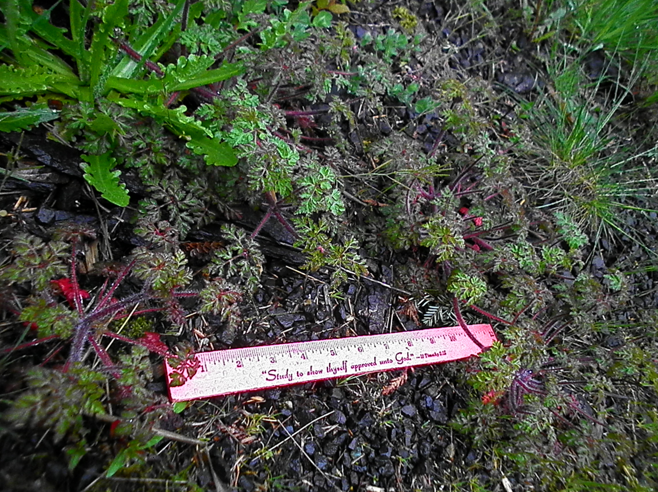 Herb Robert with ruler