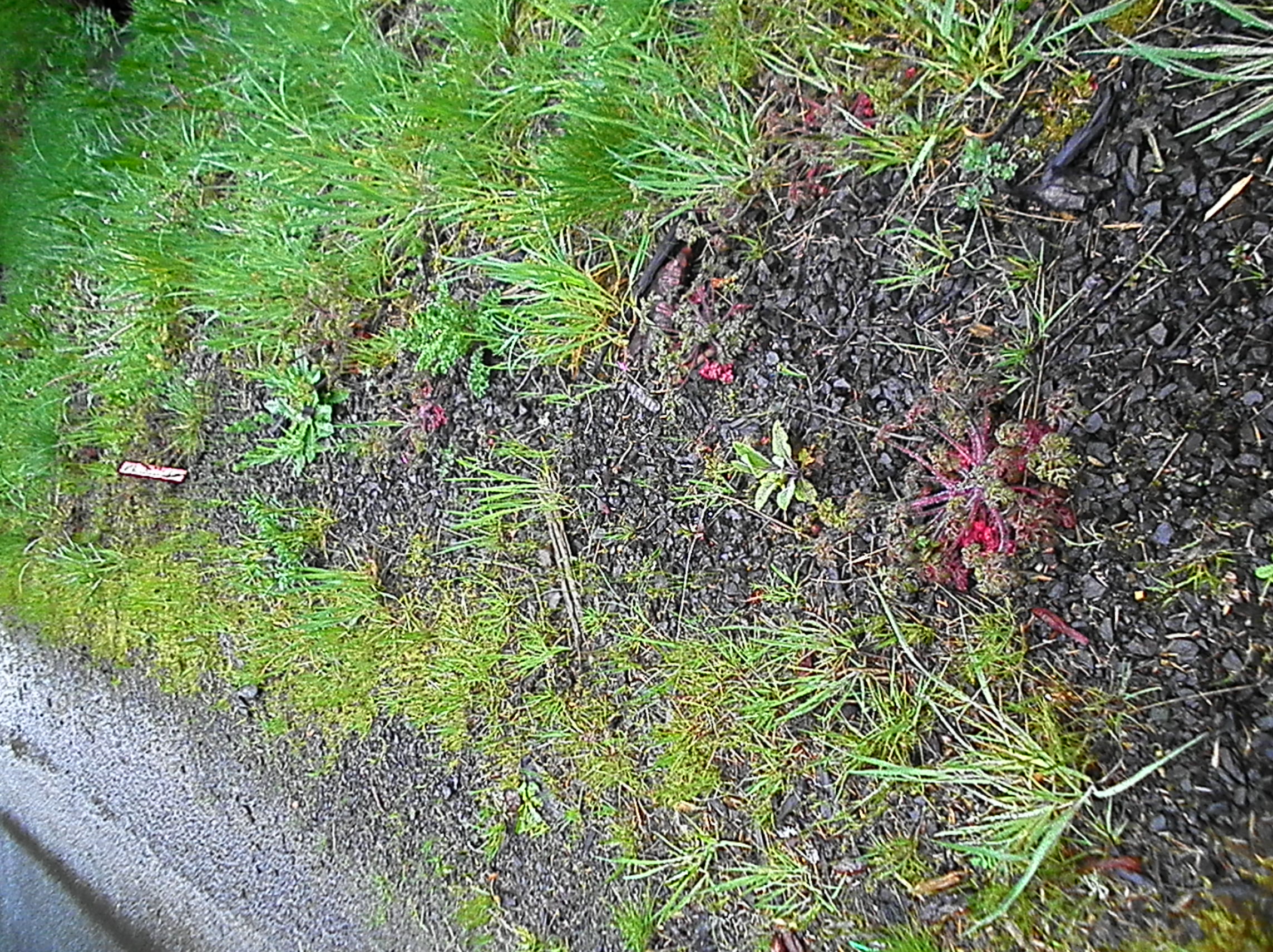 Herb Robert on Hwy 202 shoulder