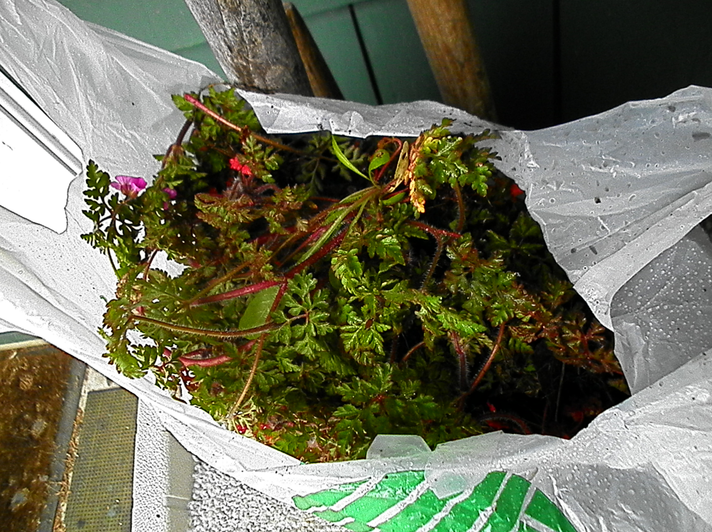 Collected Herb Robert