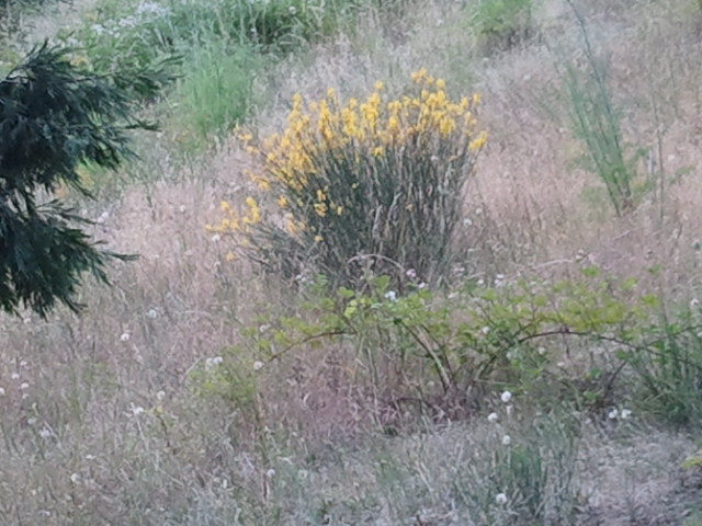 Spanish Broom 1