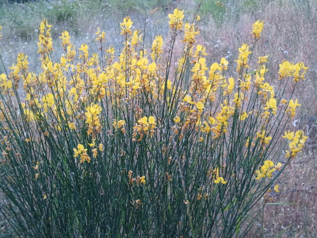 Spanish Broom 2