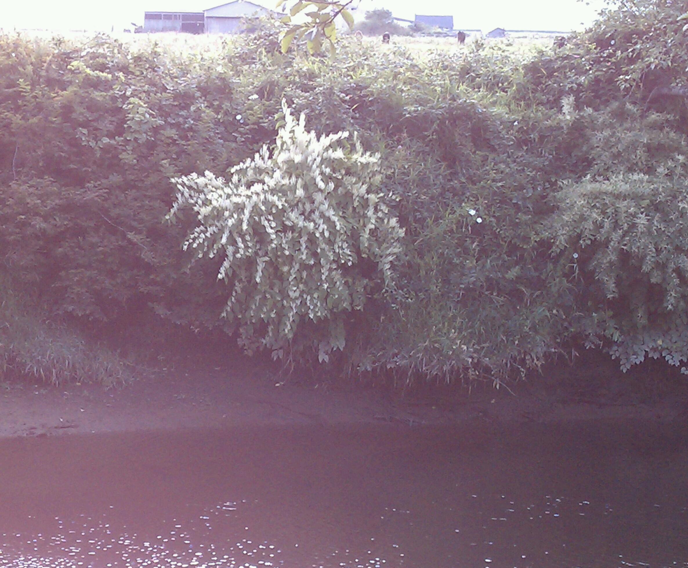 Knotweed on lower Trask river