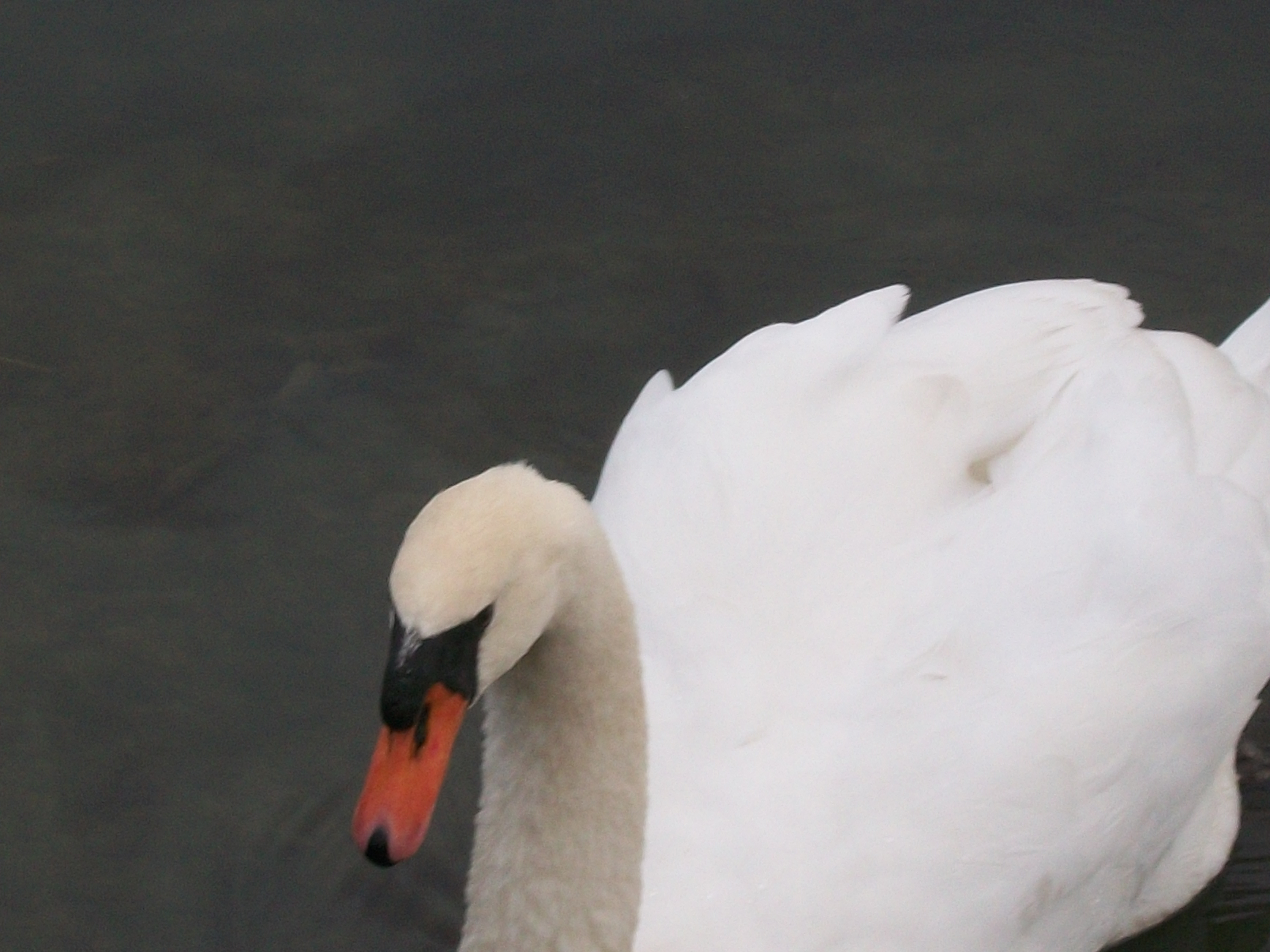 Webb Lake Mute Swan