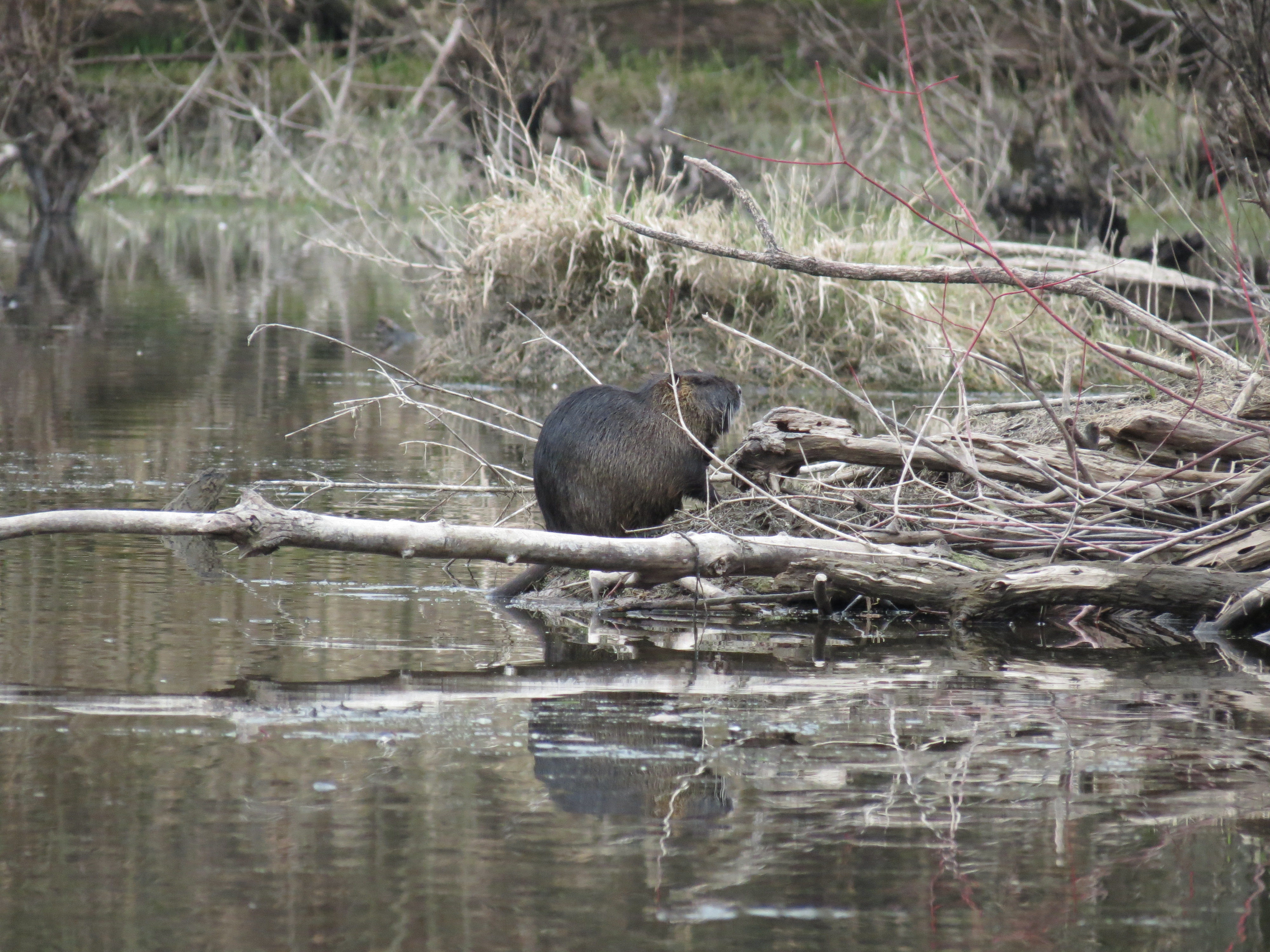 Nutria Grooming on Dalton Lake