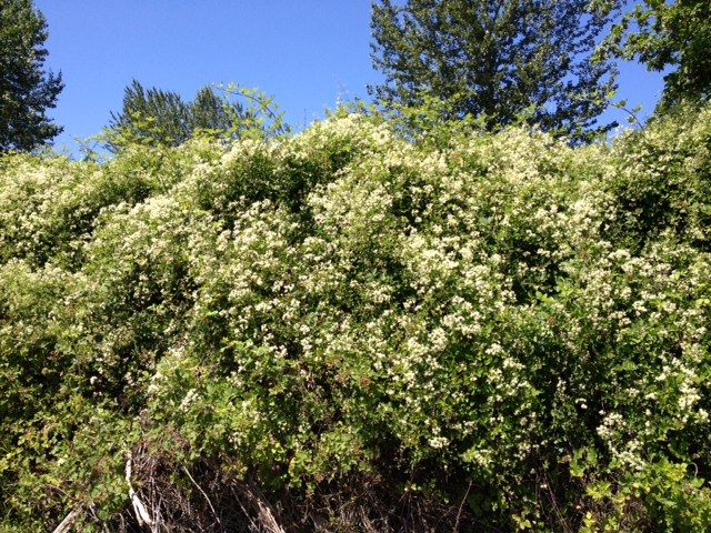 clematis large population