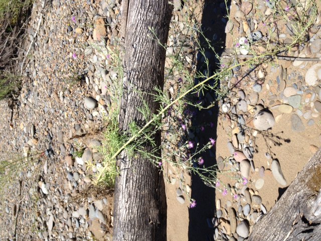 pulled knapweed 1