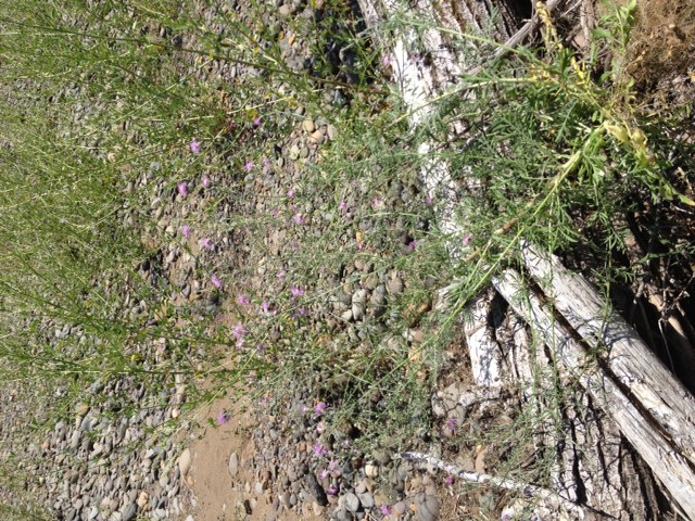 pulled knapweed 2
