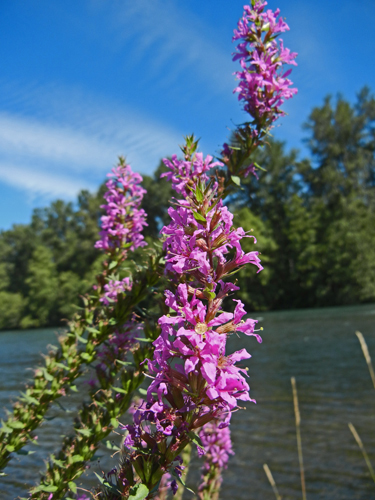Purple loosestrife blossoms
