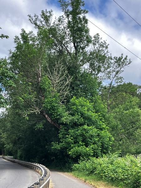 Tree #2 exhibiting top dieback
