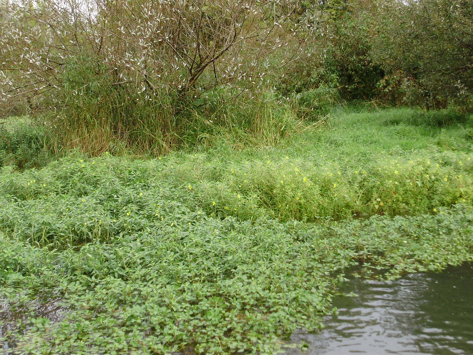 Ludwigia in side-channel inlet