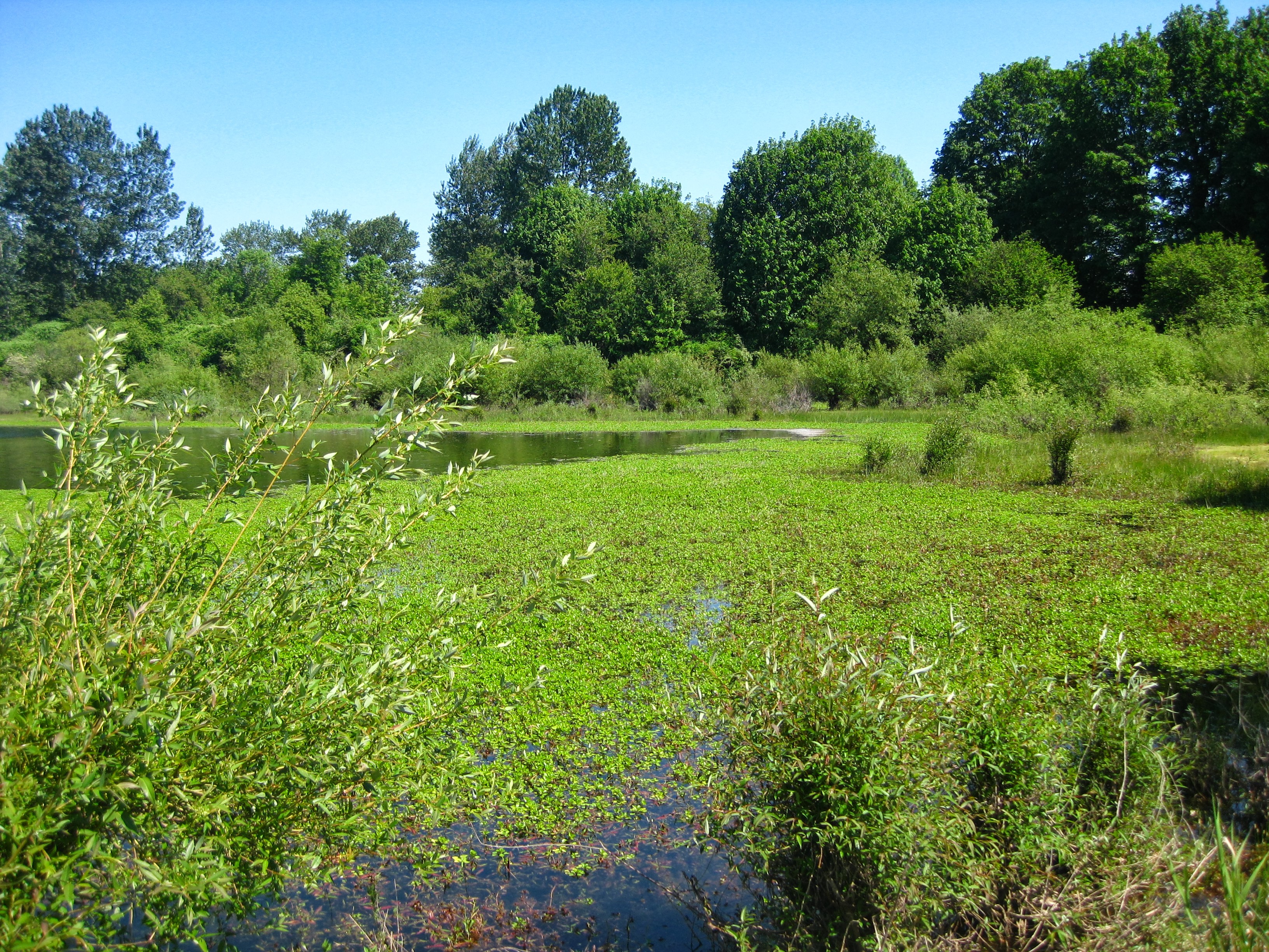 Ludwigia in gravel pond