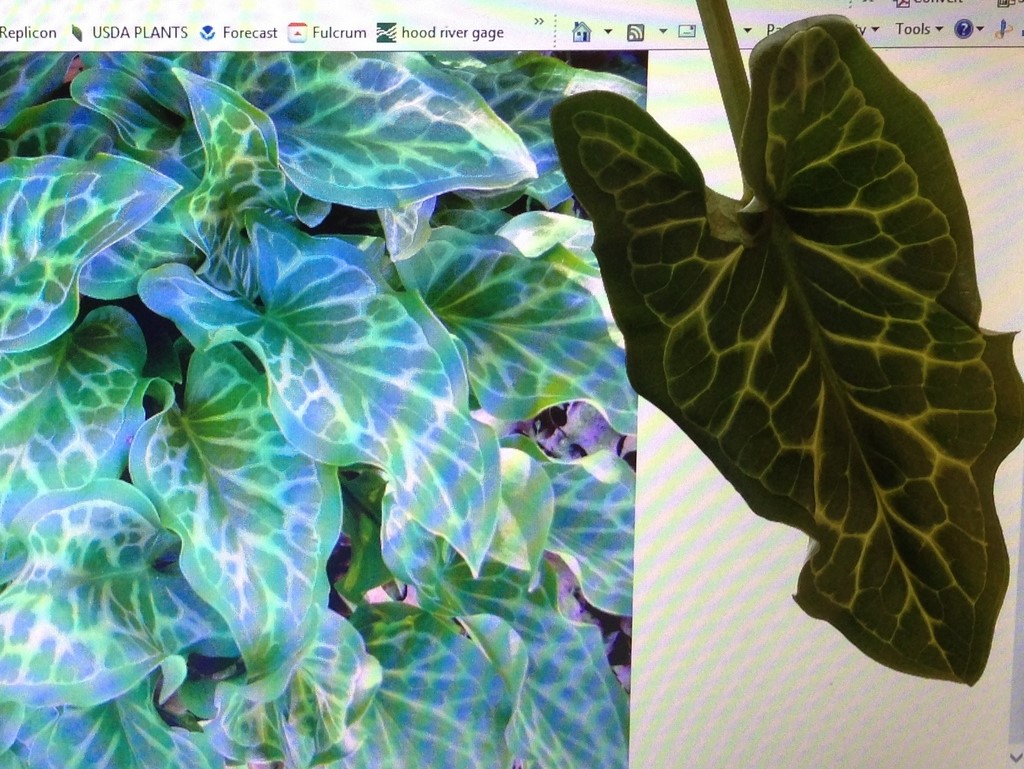 specimen leaf compared to online image of Italian arum