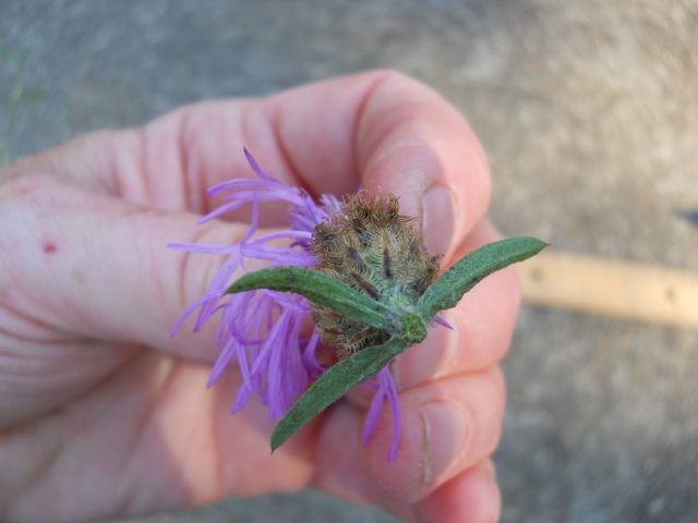 meadow knapweed involucral bracts