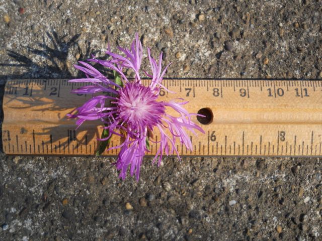 meadow knapweed inflorescence
