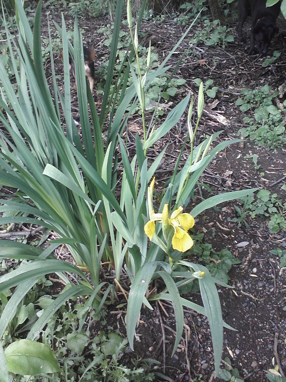 Yellow Flag Iris by Sellwood Bridge
