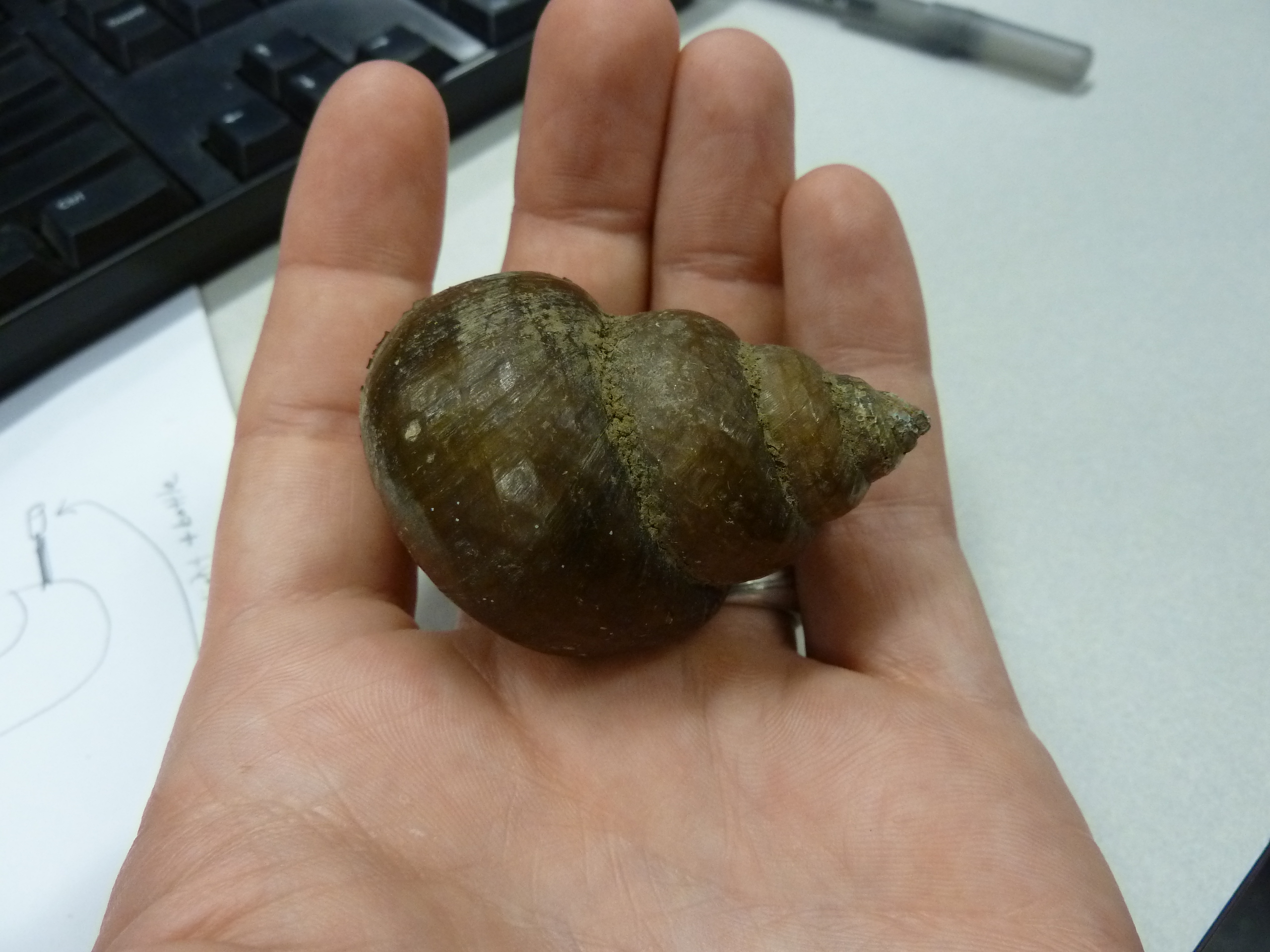 mystery snail bottom