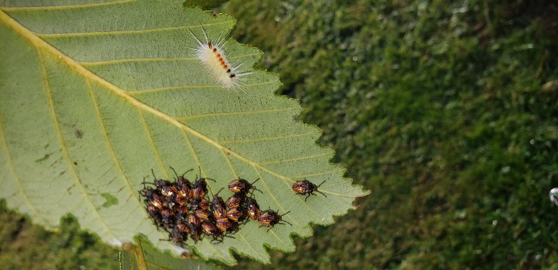 aggregation of true bug nymphs on underside of alder leaf