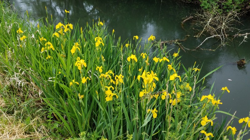 Yellow flag iris?