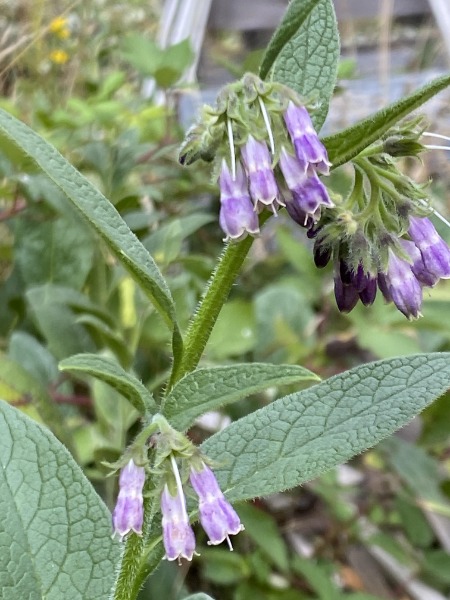 Common Comfrey