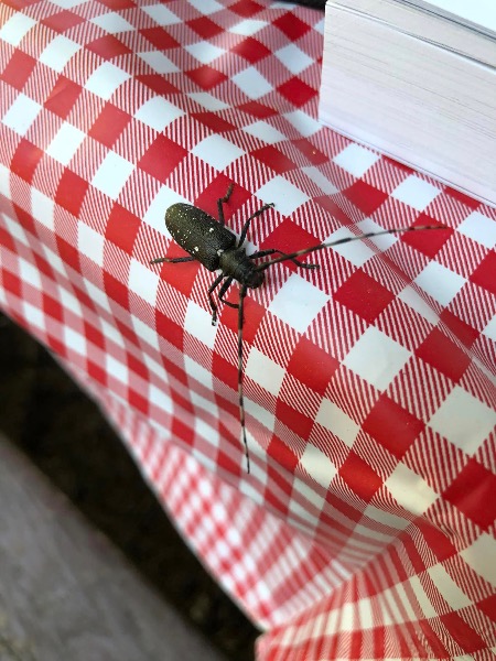 Insect on picnic table.