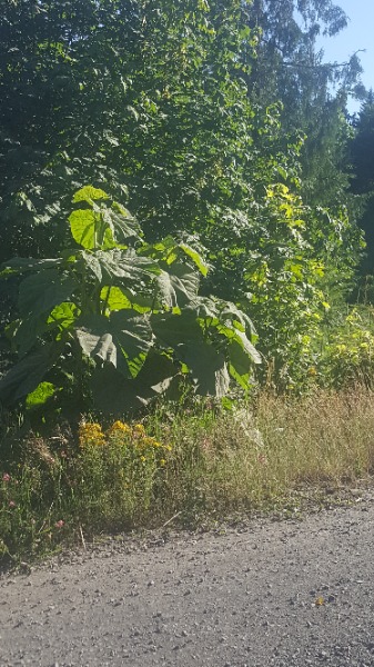 Plant in field. 7/21/23 it stands about 8 feet high.