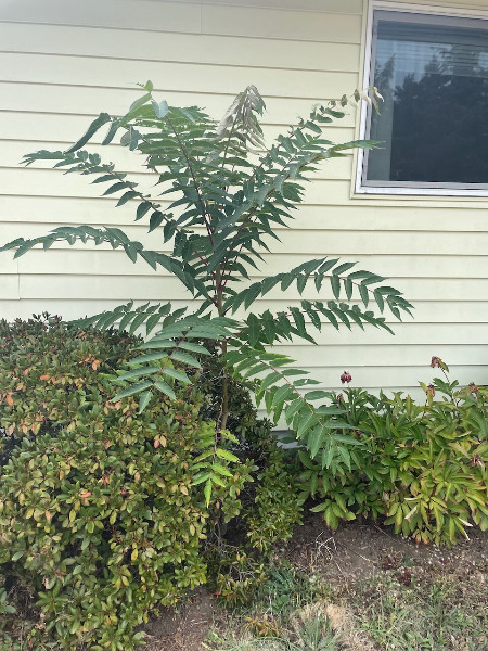 fourth tree in my yard